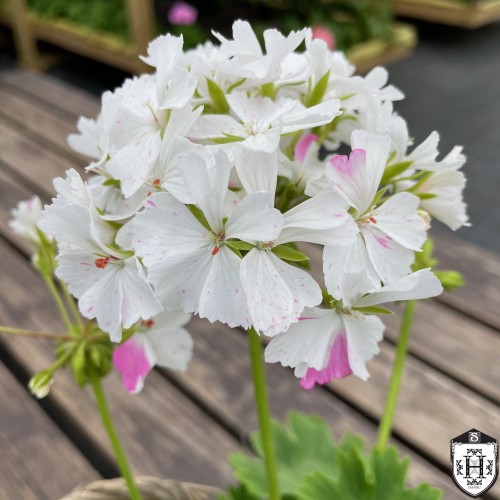 Pelargonium 'Jackie Totlis' - Pelargoon 'Jackie Totlis' P9/0,55L